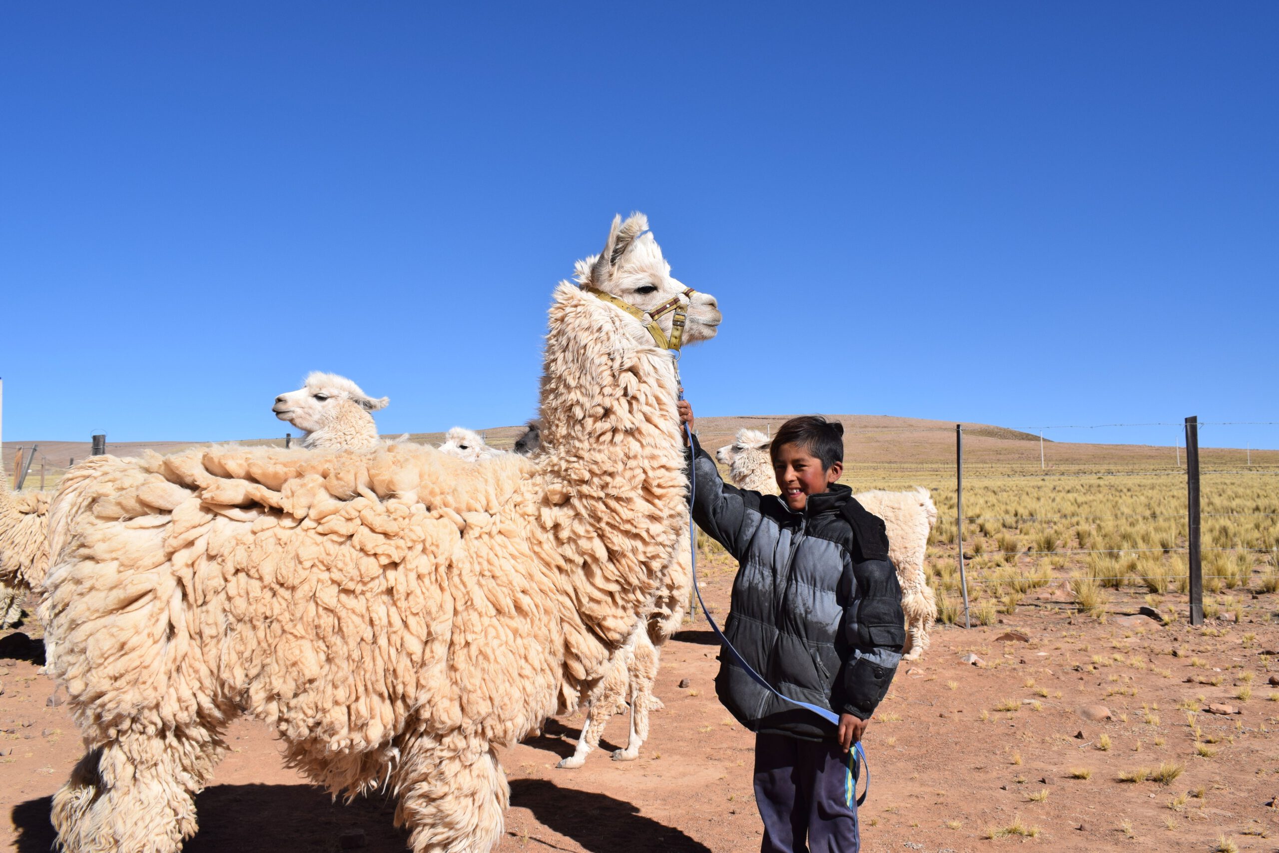 GNO0472_Lamas zur Wollgewinnung_Plan International_Bild stammt aus einem ähnlichen Plan-Projekt in Bolivien_Bild2