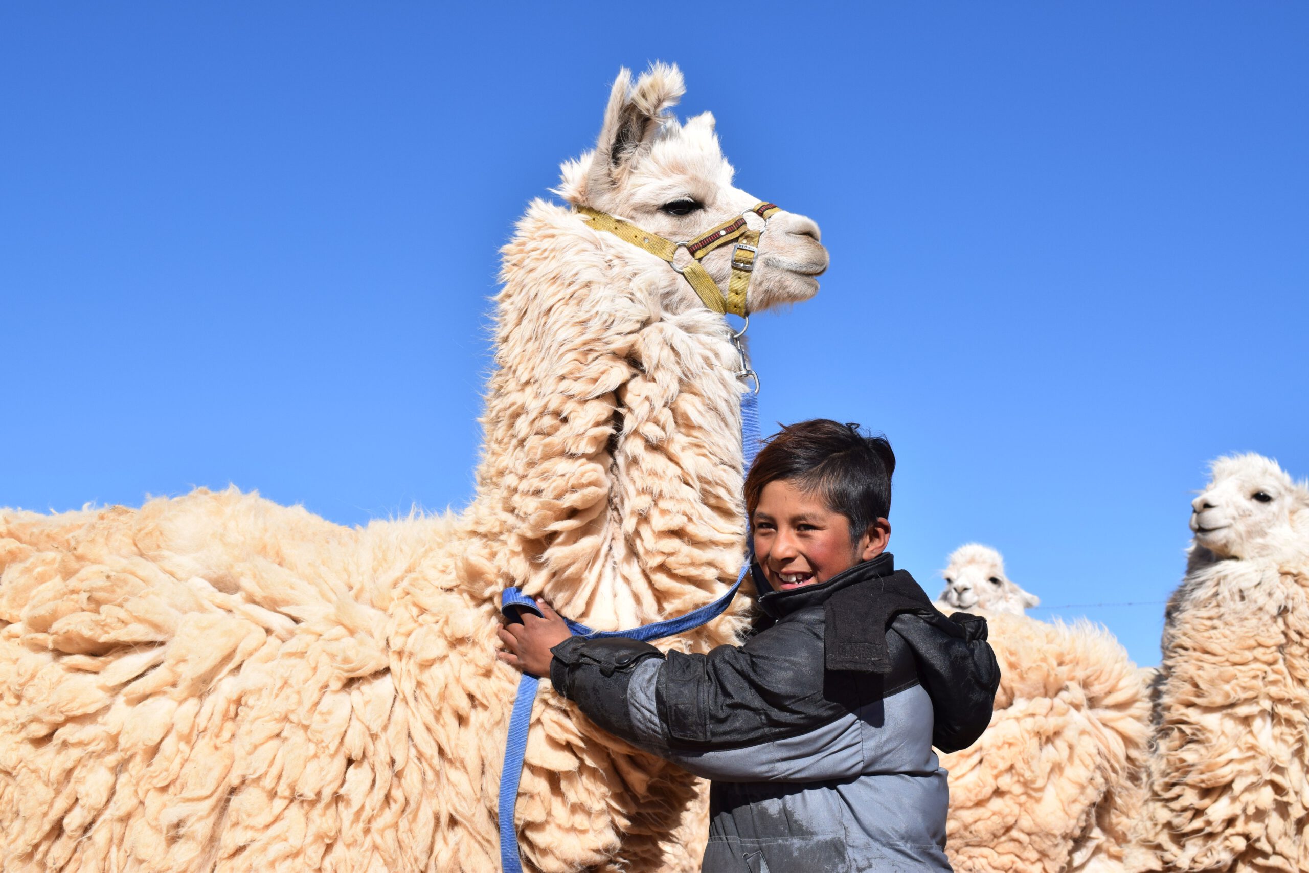 Sinnvoll schenken: Lamas zur Wollgewinnung
