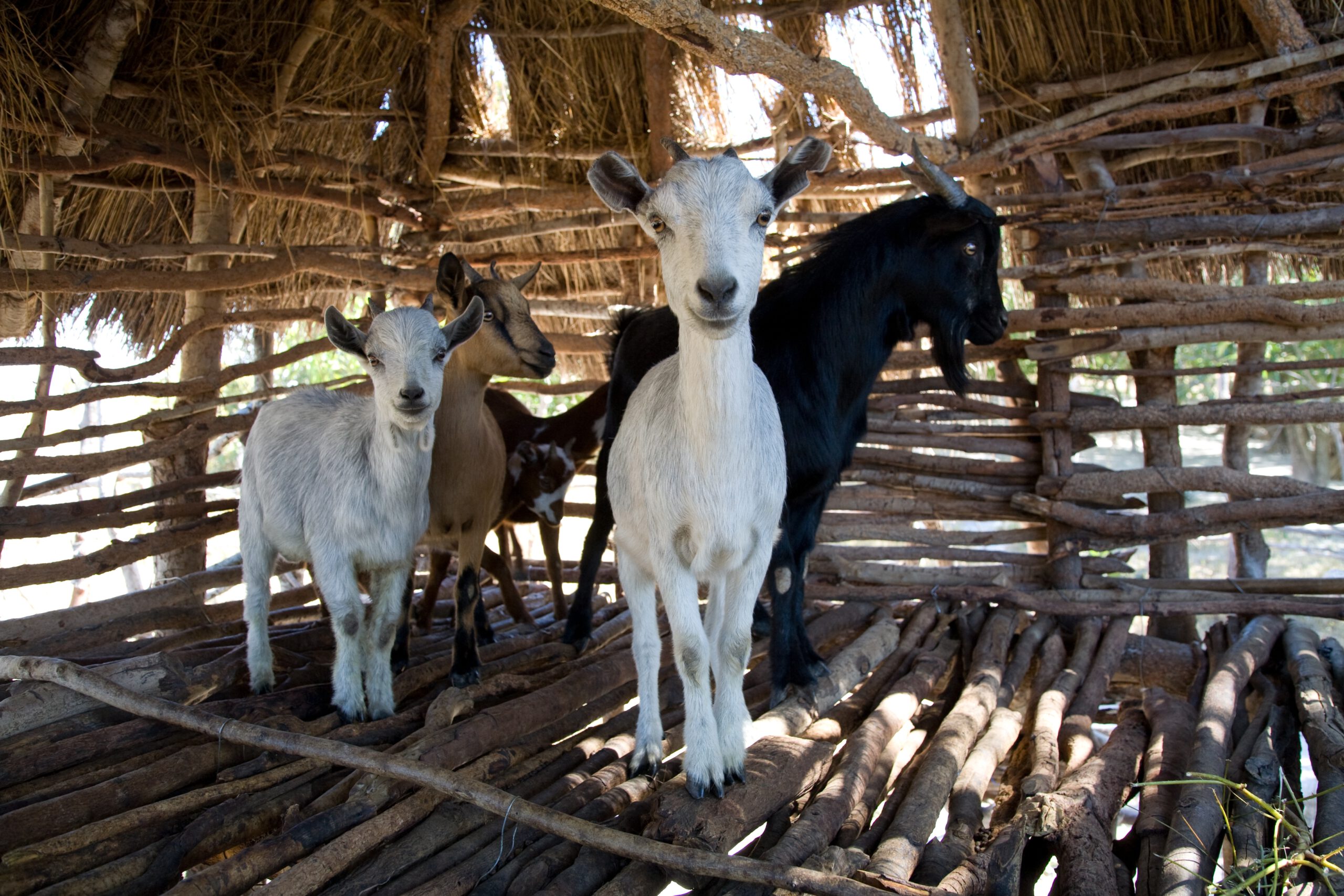 GNO0473_Ziege_Plan International_Bild stammt aus einem ähnlichen Plan-Projekt in Sambia