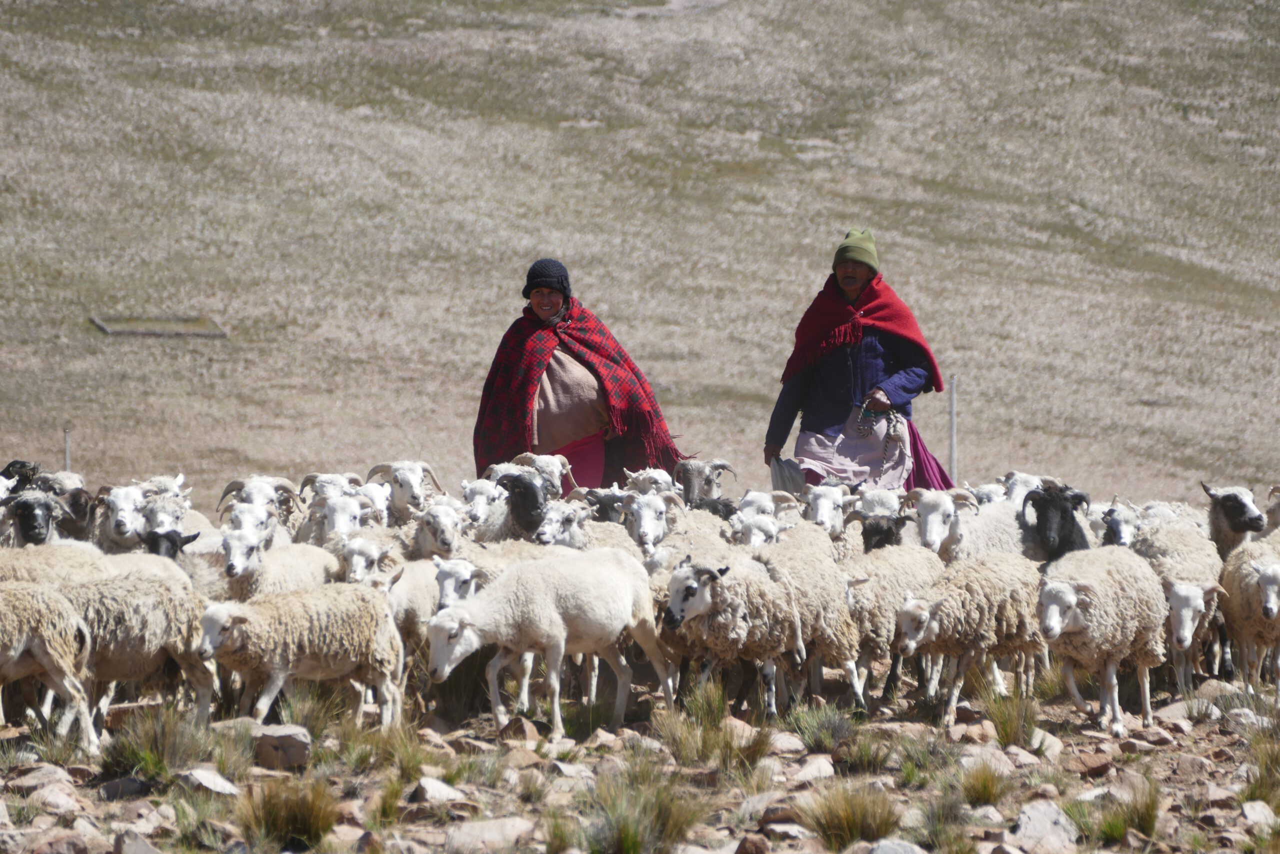 Schafzucht in Bolivien