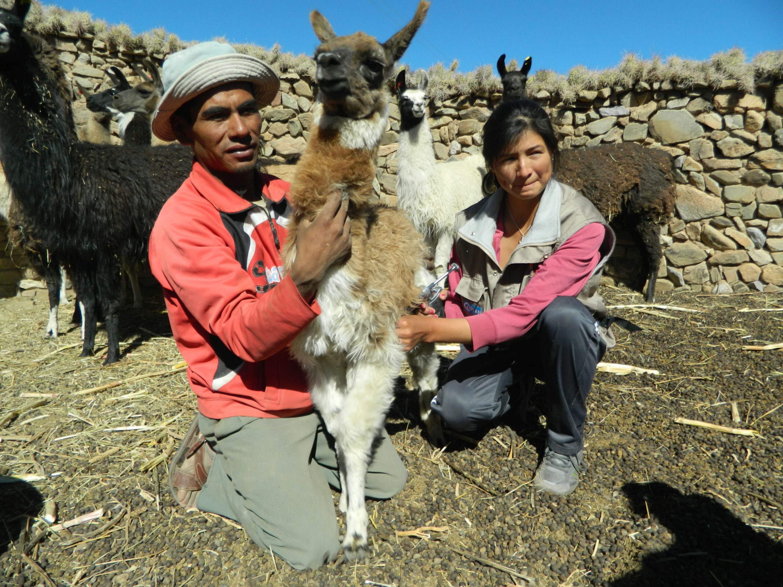 Lamas zur Wollgewinnung in Bolivien